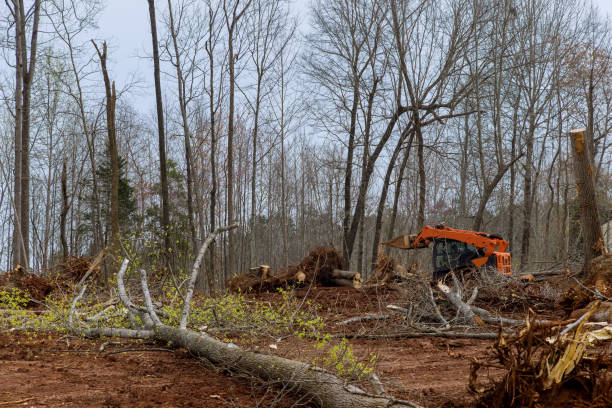 Best Root Management and Removal  in Dale, PA