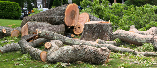 Best Seasonal Cleanup (Spring/Fall)  in Dale, PA