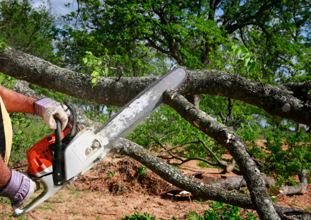 Best Utility Line Clearance  in Dale, PA